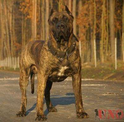 CROM NUESTRA SANGRE