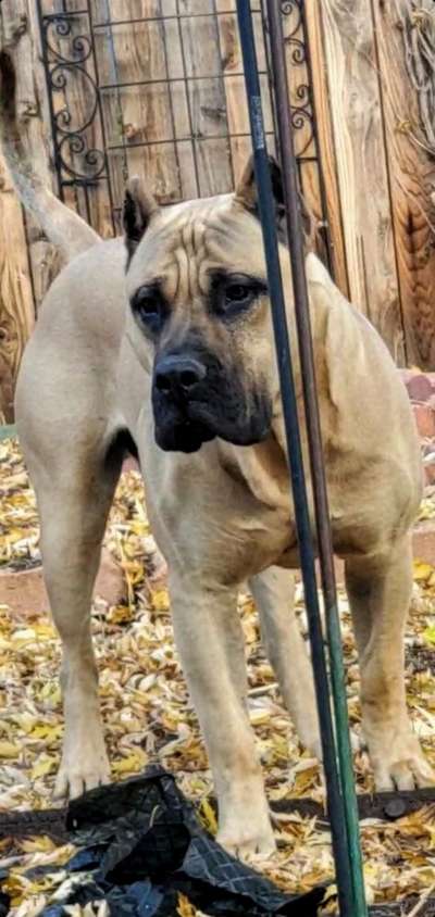 ONLY THE FAMILY KENNELS EL CHENTE