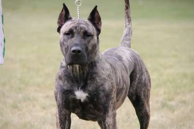 POWDER RIVER LULAH