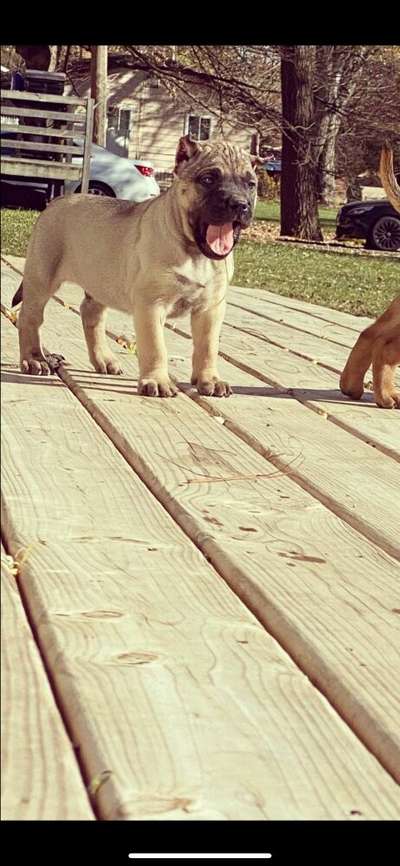ONLY THE FAMILY KENNELS VALENTINO