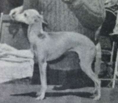 Miss Tammi Of Leorra