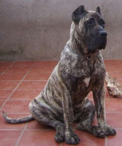 CHRIS DE CIELO DE CANARIAS