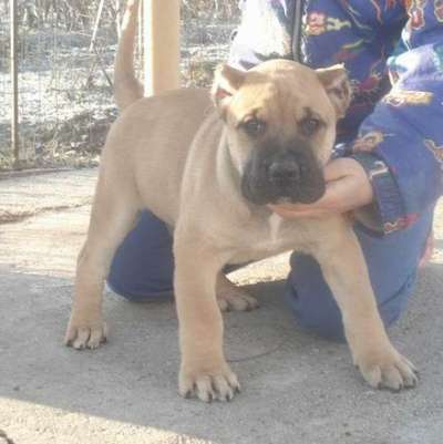 KAMO DE MOZACAN BULL