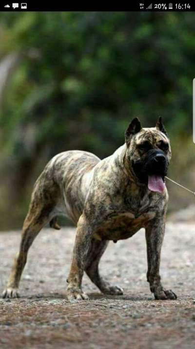 THAIS CANARIKENNEL