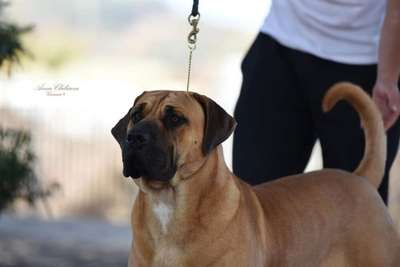 TAUCO CANARIKENNEL