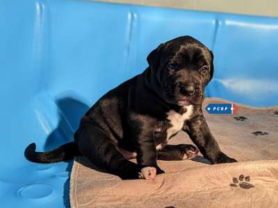 MEGALODON DE PCRP KENNEL