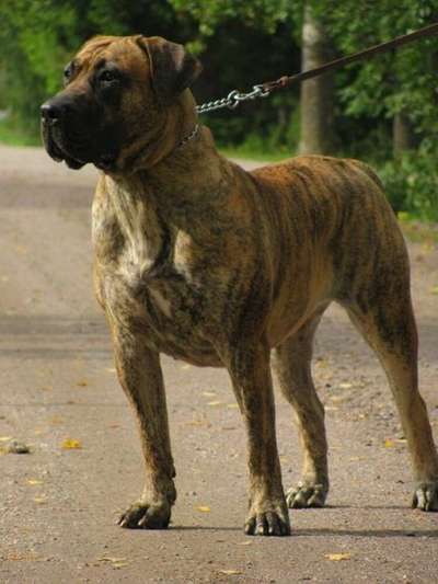 CAMORRA BALUARTE DE LOS PERROS