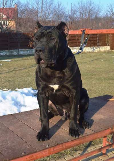 C'THOR DE SABURO KENNELS