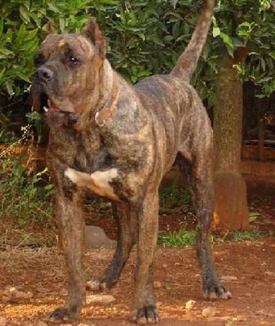 SIMBA DE ALACANT BULL