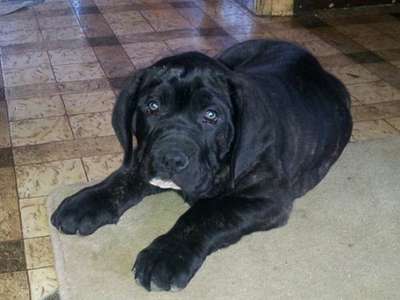 BOSS BULL CANARIO MURDOCK