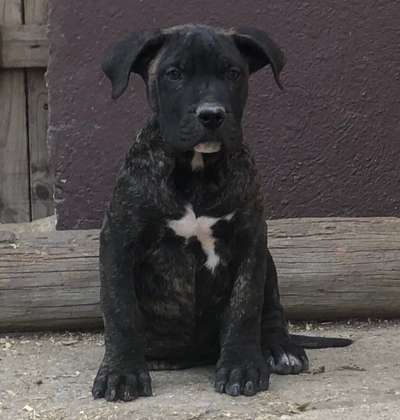 MANOLO DE KING ZULU