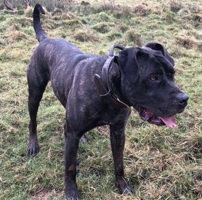 XENA DE SEVERN KENNELS