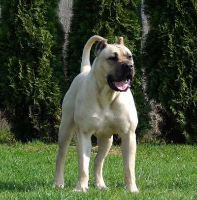 CUBANA CABALLERO CANARIO