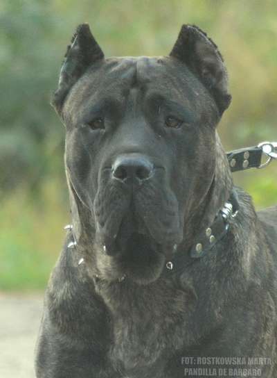 DECEBAL VIKING GUARD KENNEL
