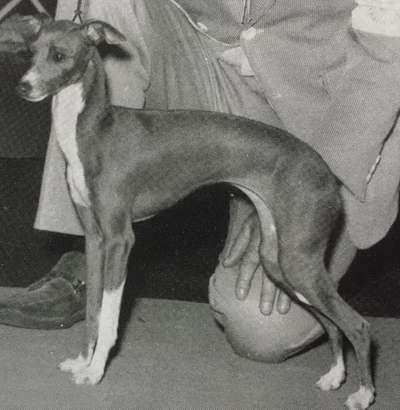Lenlo's Windsprite Of Debo