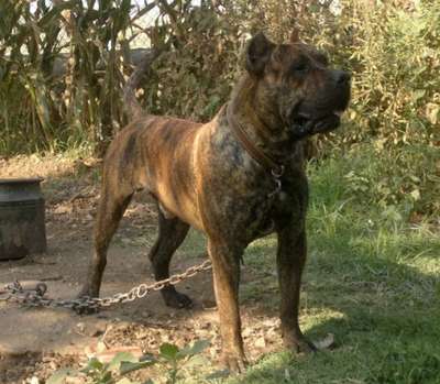 HEKTOR DE TROY