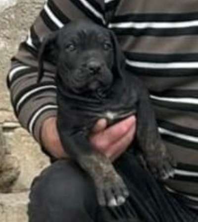 BASILIO II DE KING ZULU “ TIZON “