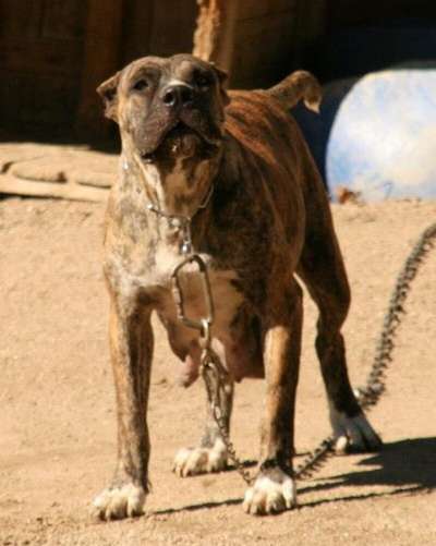 AINHOA DE KING ZULU