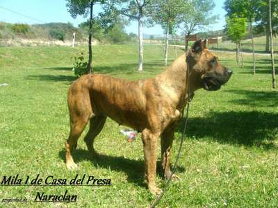 MILA I DE CASA DEL PRESA