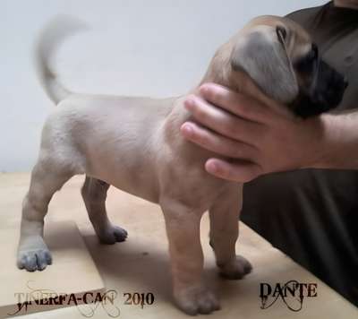 DANTE DE TINERFA-CAN