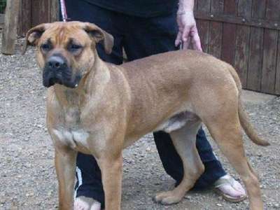 BULDY DES MOLOSSES DES 7 VALLEES