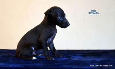Canis Nobilitas Redman