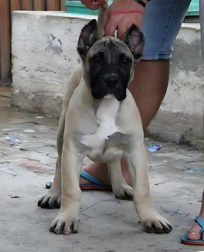 JULY NOBLE SANGRE