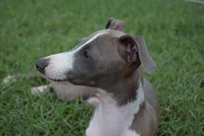 Kosmos Winston Blue