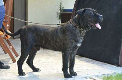 BONO DE TARGOVISTE