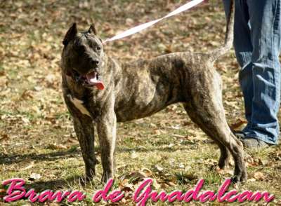 BRAVA DE GUADALCAN