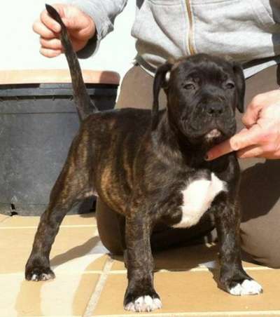 KATALI PERRO DE PRESA BECERRIL