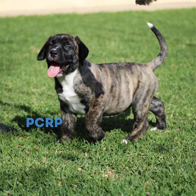 WEISER DE PCRP KENNEL