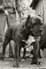 King Size de Presa Awangarda
