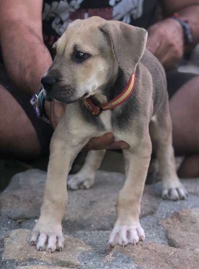 Q DE KING ZULU
