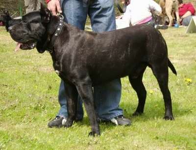 BENO DOGKAN