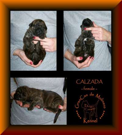 CALZARA GRANCAN DE MOLINERO