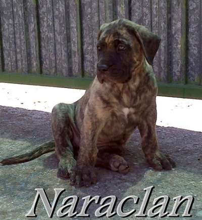 ARAYA DE NARACLAN