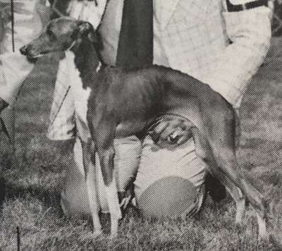Lizzi's Don Santo Of Gilwyn