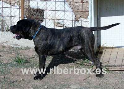 CAPONE DE RIBERBOX