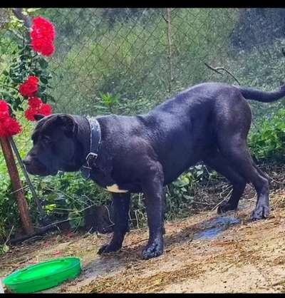 NEMESIS ROCKO