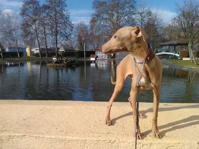 Johnnyangel's Dignified Don Perignon