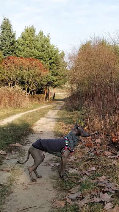 Jestem Słodki Dogoteka