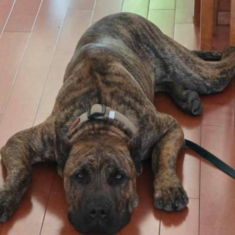 HOT POTATO OF PROPER K9