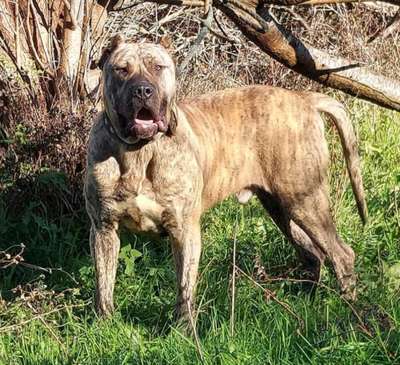 MAX DE PRESAS DE ARRIETARA