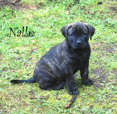 RUSTICDREAMS NALLE