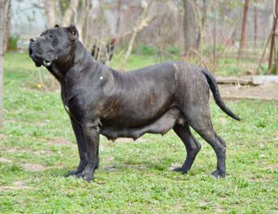 S-LUNA MUNTENIA’S WARRIOR