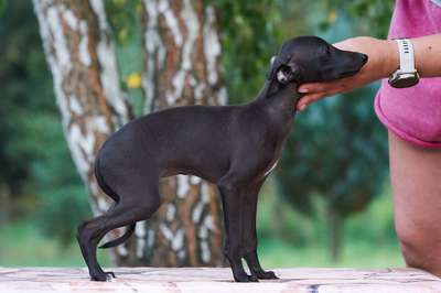 Zorana Super Charty
