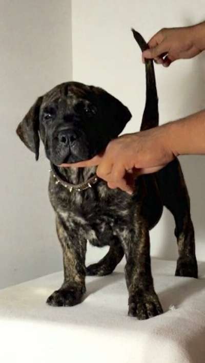 CHAPO DE BARNACAN BULL