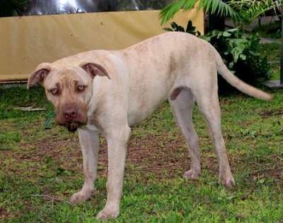 BONGO DE FURIA DEL PRESA