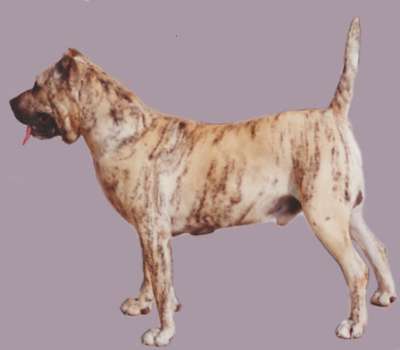 TRISTAN I DE KING ZULU